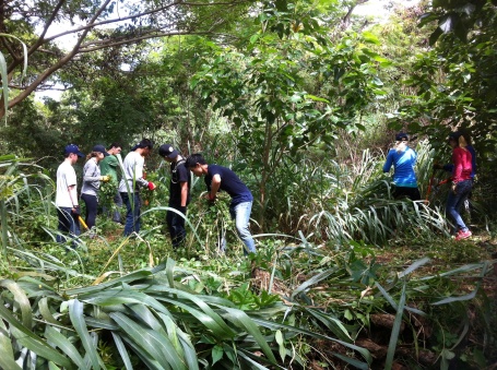 Volunteers weed out guinea grass by Kou tree. photo by Kaimi Scudder